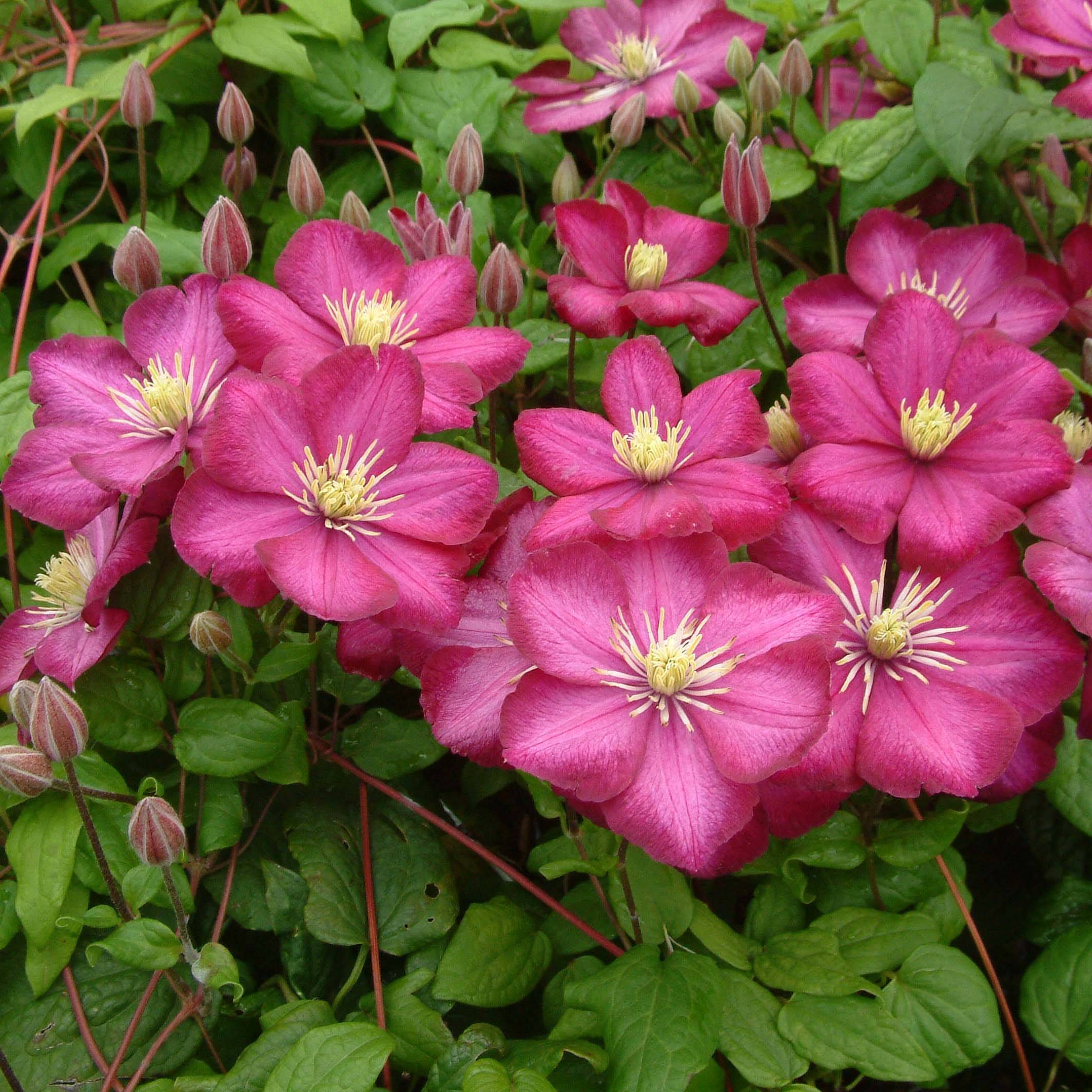 Clématite - Clematis Ville de Lyon Godet de 8/9 cm