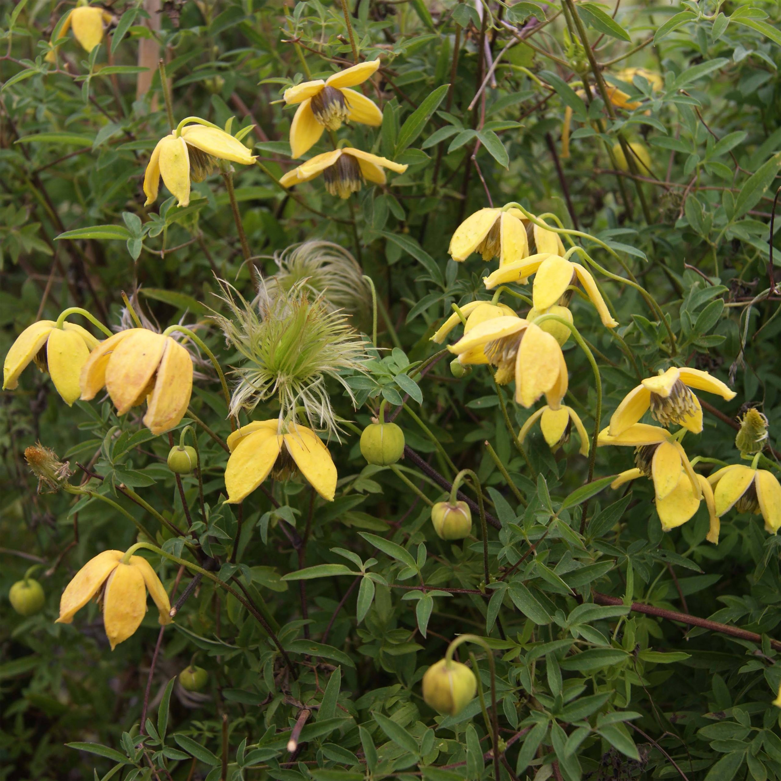Clématite - Clematis tibetana Orange Peel Pot de 2L/3L