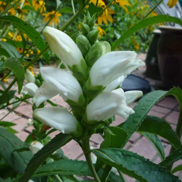 Chelone obliqua var. Alba – Galane oblique blanche Godet de 8/9 cm Chelone obliqua var. Alba – Galane oblique blanche Godet de 8/9 cm