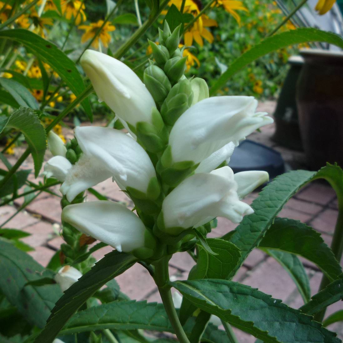 Chelone obliqua var. Alba - Galane oblique blanche Godet de 8/9 cm