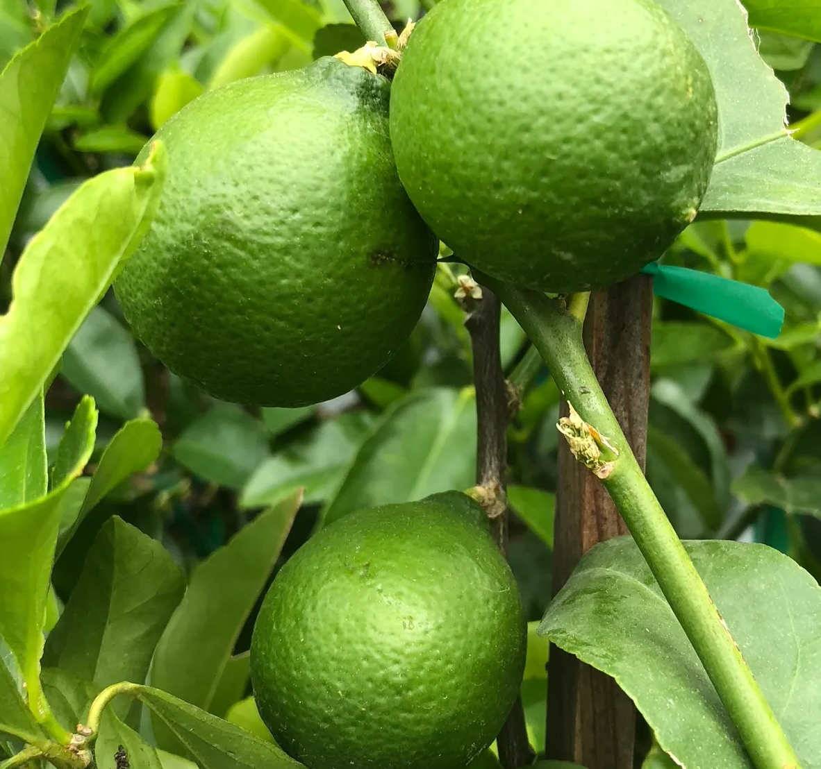 Citrus aurantifolia bears (citron vert gros fruit) Pot de 10 litres - 140/160 cm