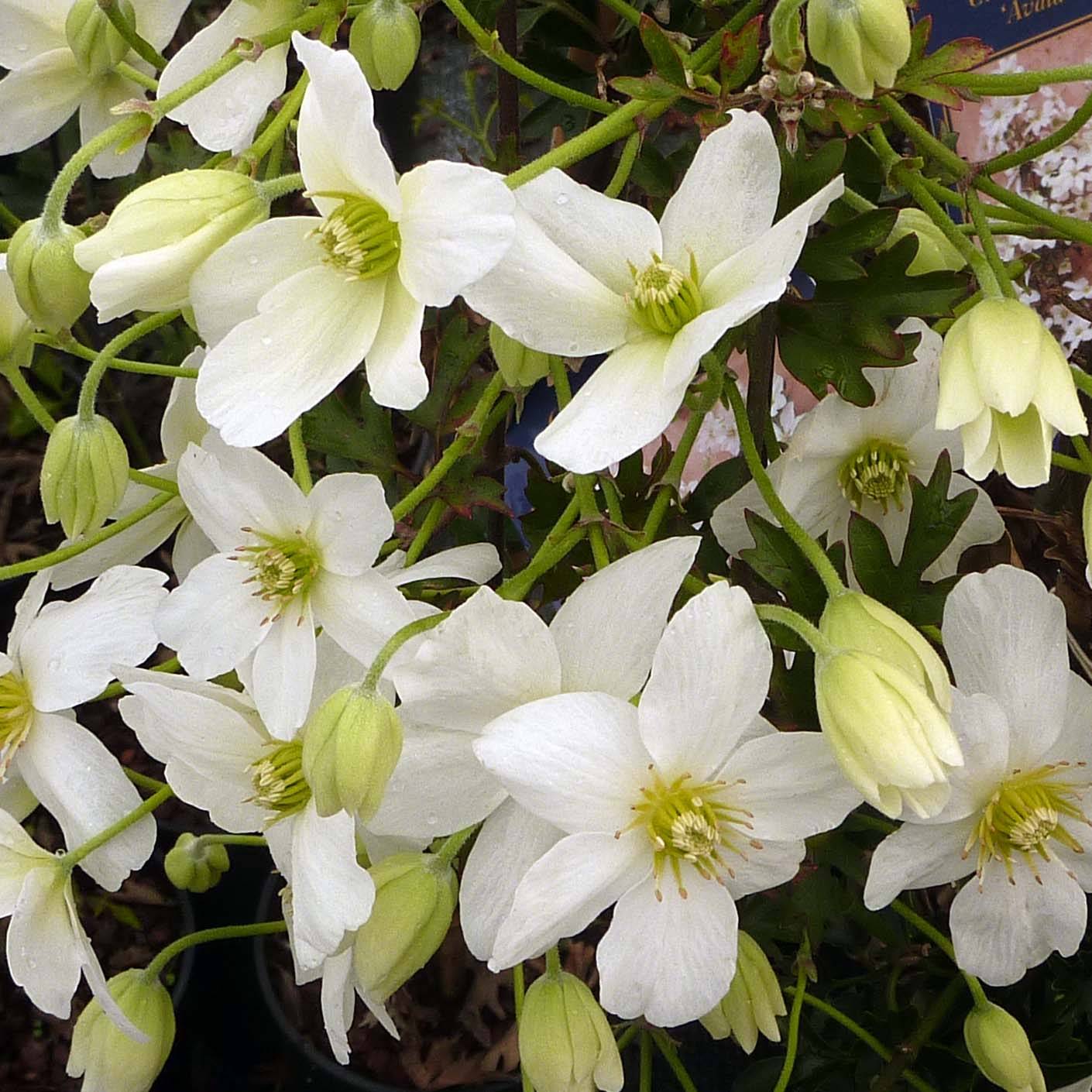 Clématite - Clematis Avalanche® Pot de 2L/3L