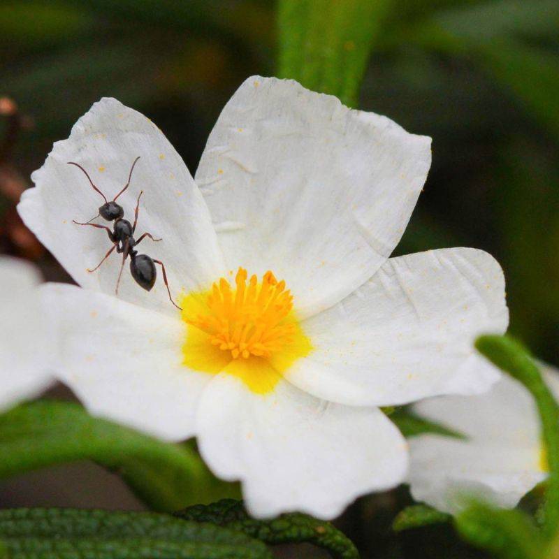 Ciste à feuilles de laurier (Cistus laurifolius) - Godet - Taille 20/40cm - Pépinières Naudet