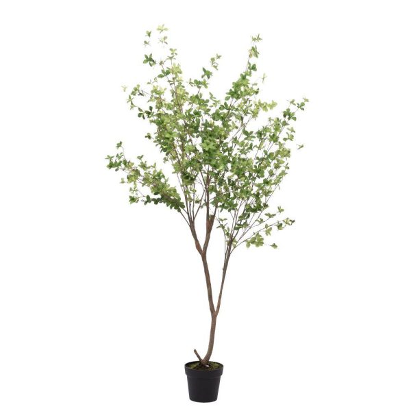 Cissus Striata 185 cm Cissus Striata 185 cm