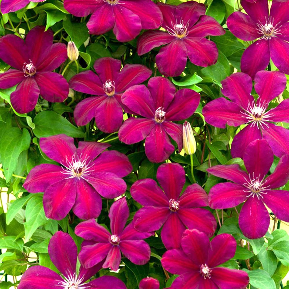 Clématite 'Rouge Cardinal' plante grimpante vivace à feuilles caduques pot 9 cm - GardenersDream