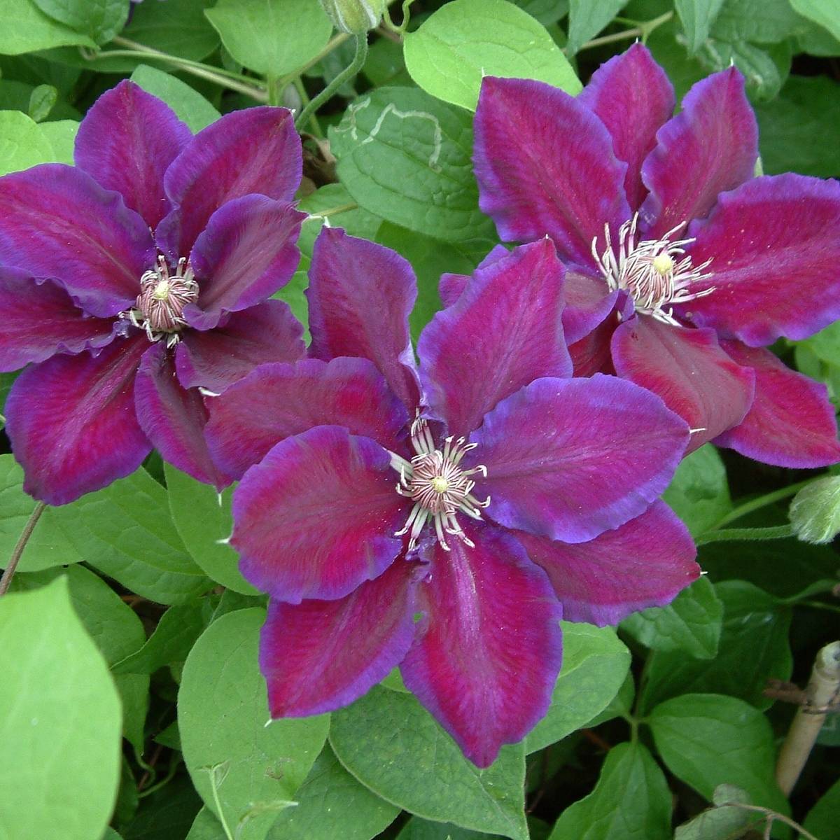 Clématite - Clematis Julka Pot de 1,5L/2L