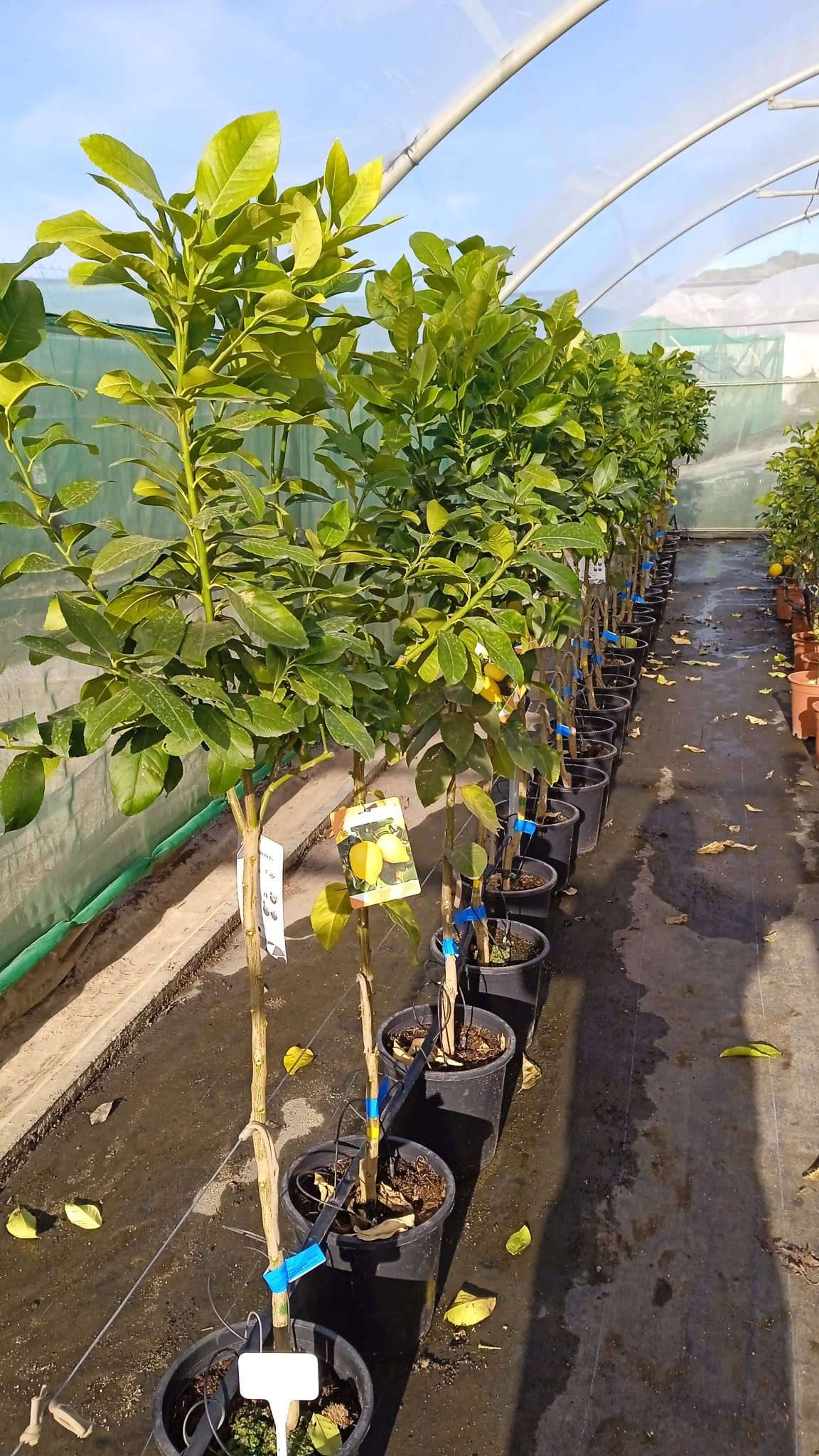 Citrus limon var fino (beaucoup de pulpe et belle acidité) Pot de 10 litres - 140/160 cm