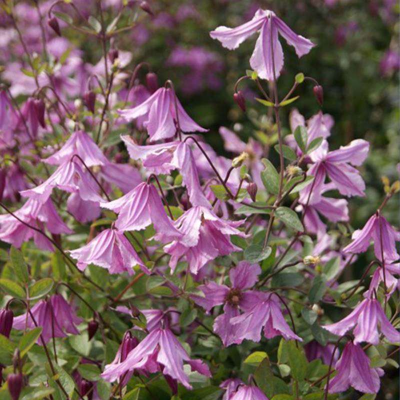 Clématite - Clematis Hendryetta Pot de 2L/3L