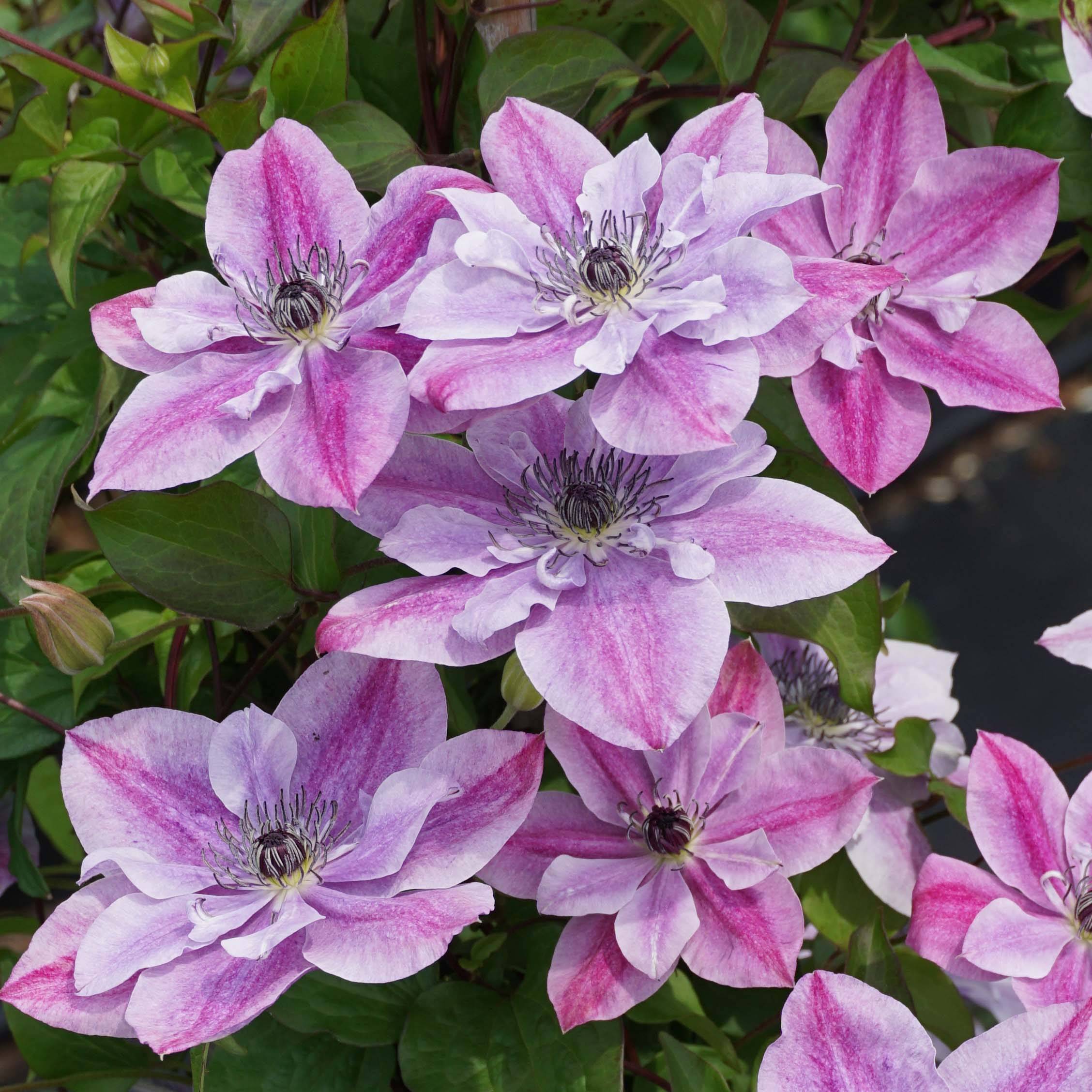 Clématite - Clematis Super Cute Pot de 2L/3L