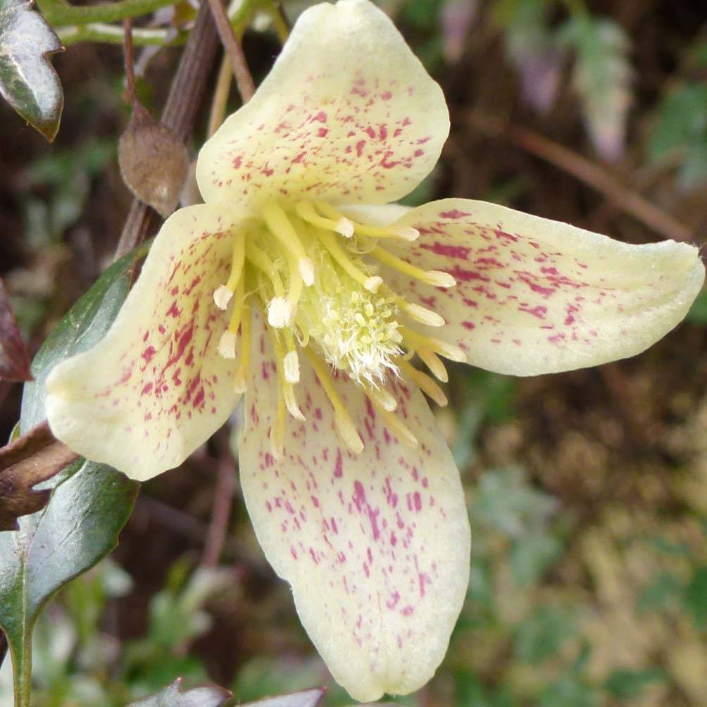 Clématite - Clematis cirrhosa Balearica Pot de 2L/3L
