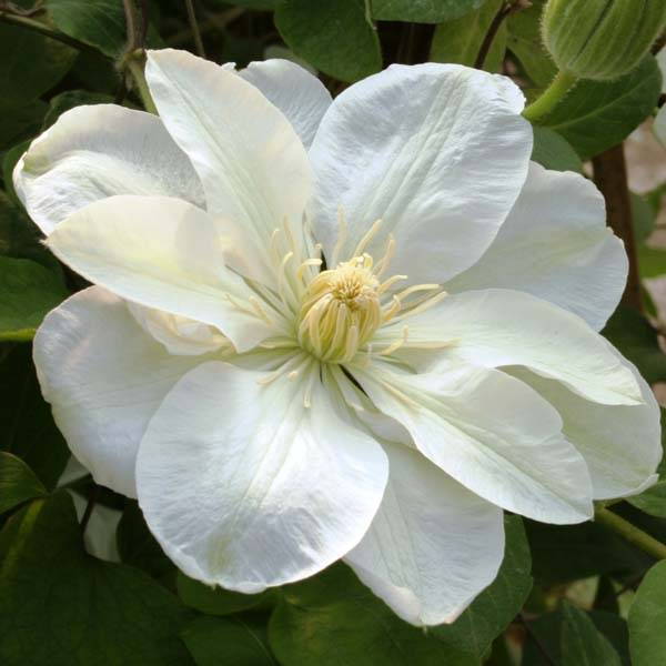 Clématite - Clematis Guernsey Cream Pot de 2L/3L