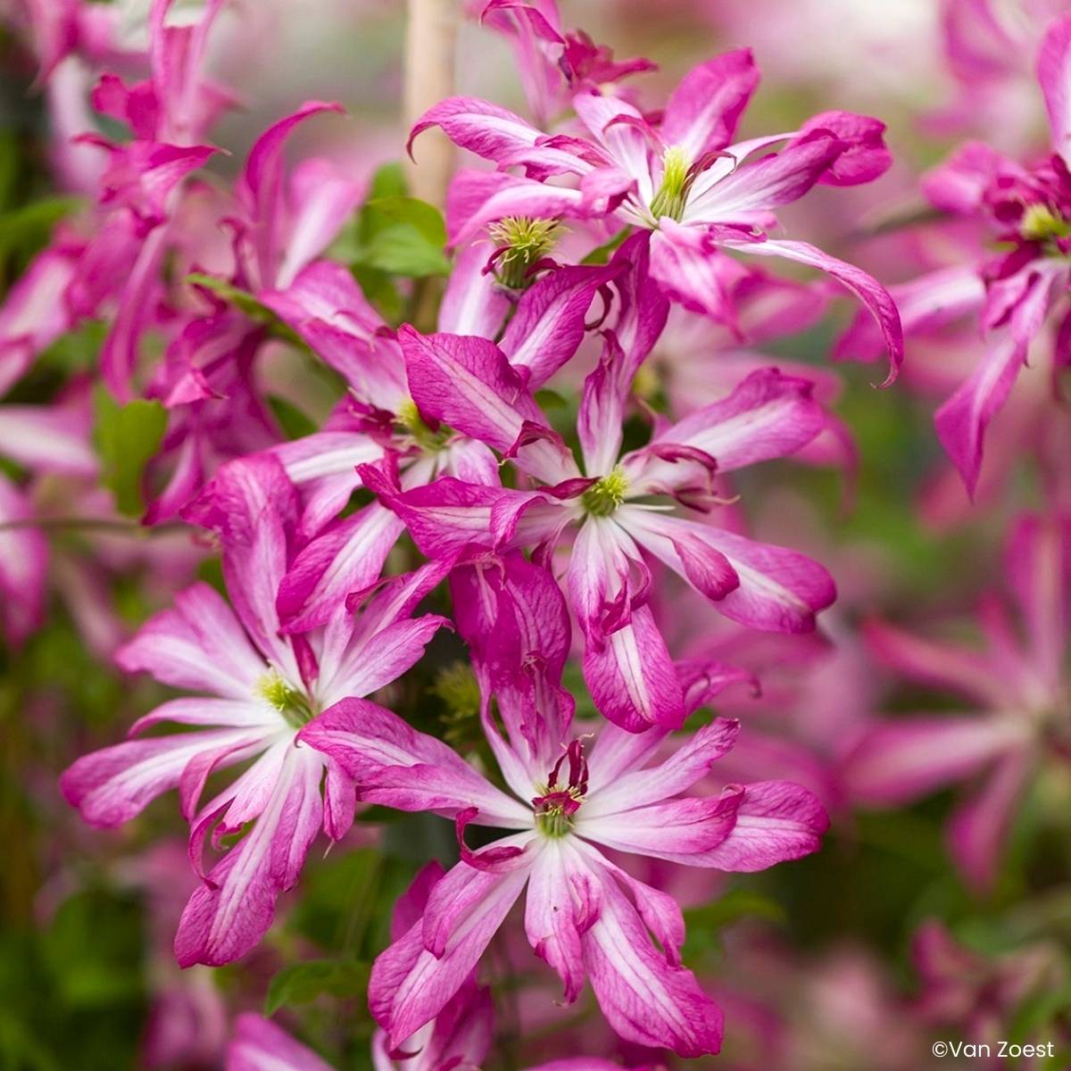 Clématite - Clematis viticella Glorious Surprise Pot de 2L/3L