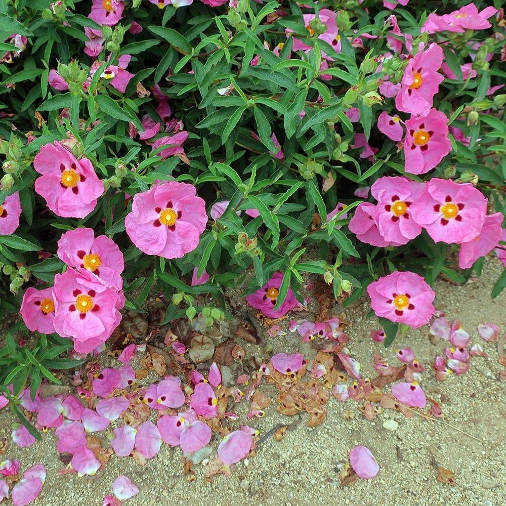 Cistus purpureus Betty Taudevin - Ciste pourpre Pot de 2L/3L