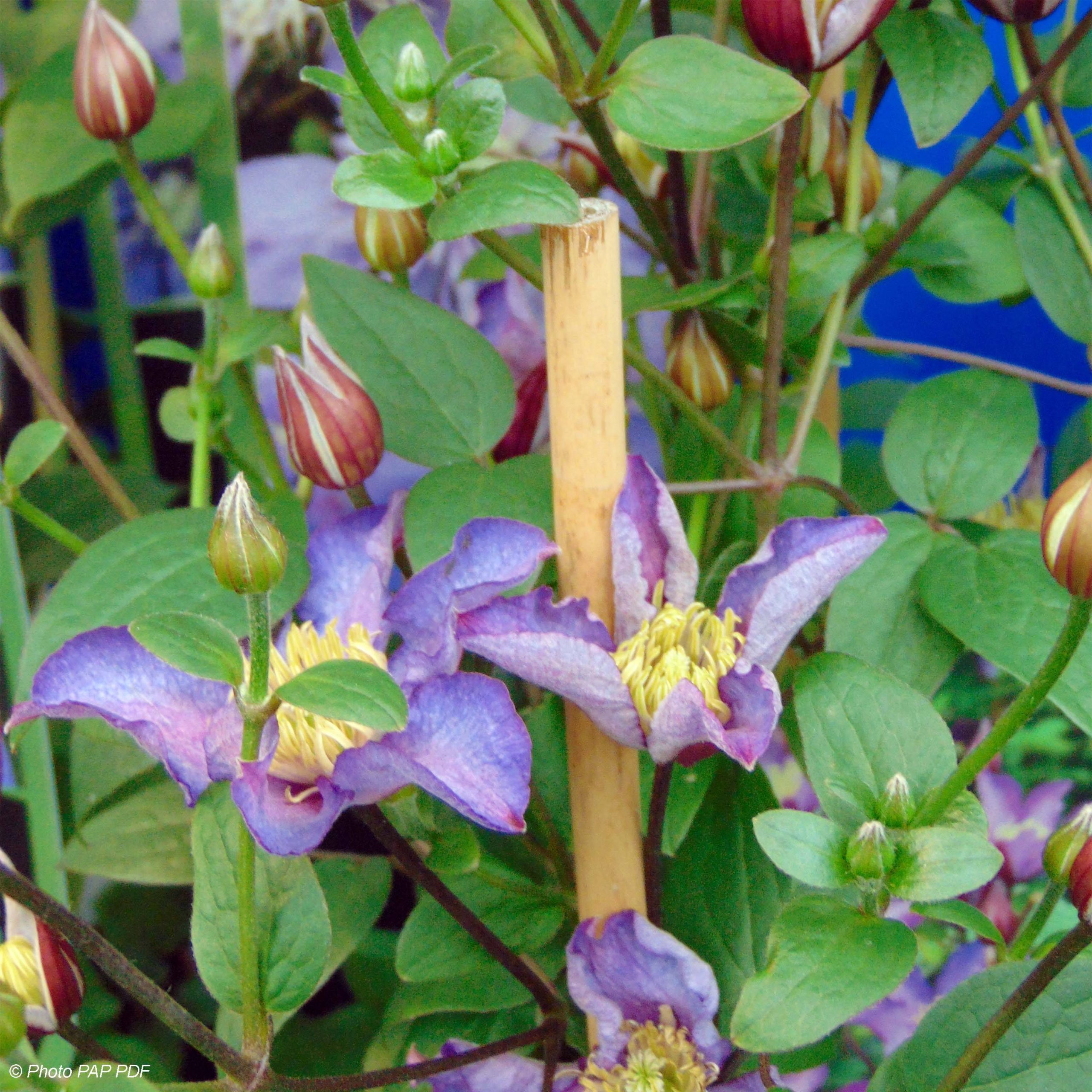 Clématite - Clematis Exciting Pot de 2L/3L