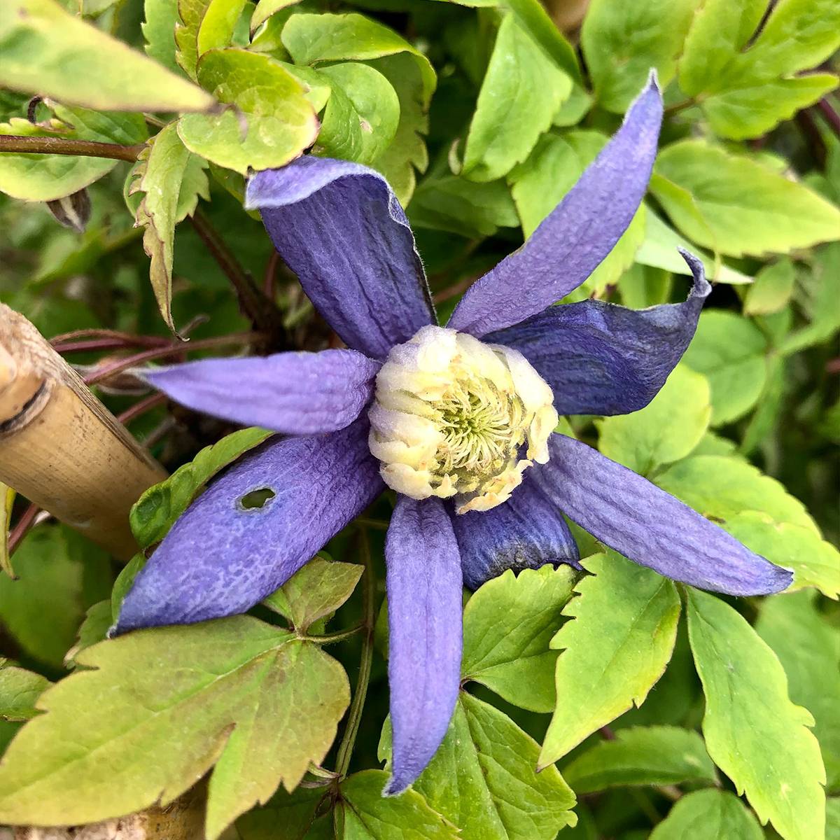 Clématite alpina Blue Dancer Pot de 2L/3L