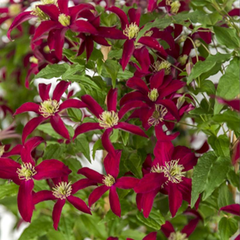 Clématite - Clematis viticella Glorious Red Pot de 1,5L/2L