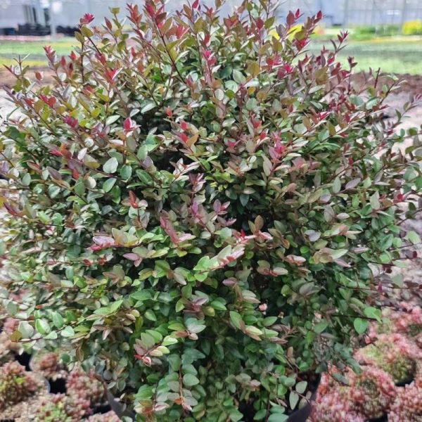 Chèvrefeuille arbustif Garden Clouds® Purprle Storm ‘GRLN02’, Lonicera – Godet – 5/20 cm Chèvrefeuille arbustif Garden Clouds® Purprle Storm ‘GRLN02’, Lonicera – Godet – 5/20 cm