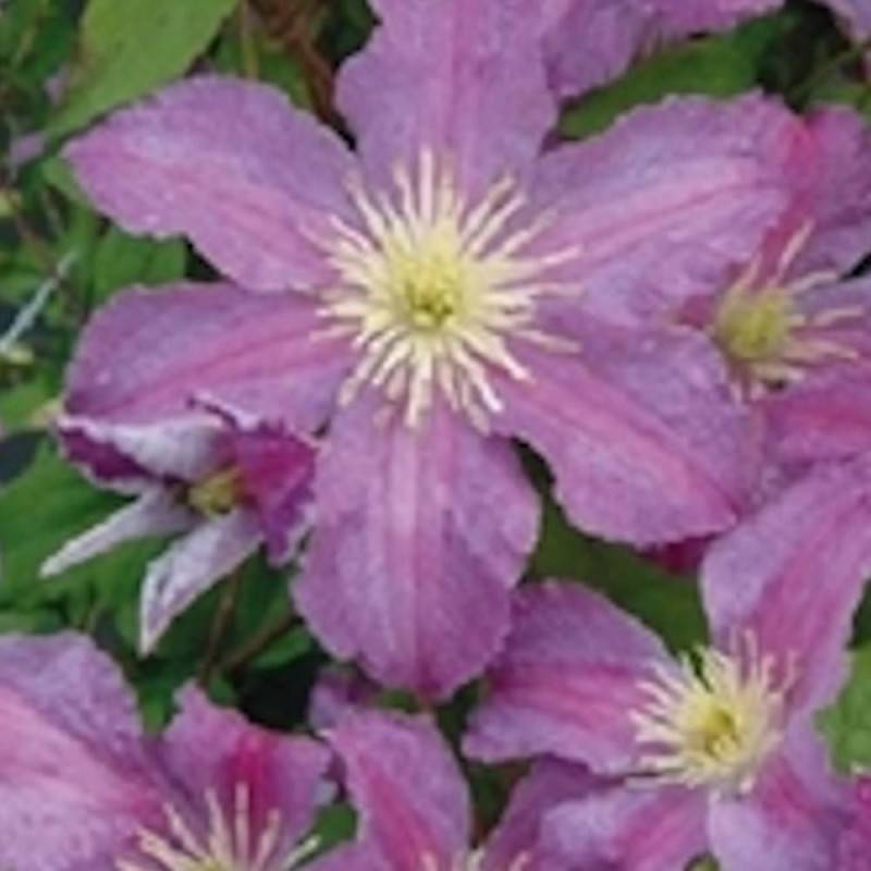 Clématite Jolly Good® 'Zojogo' à fleurs Rose - feuillage Caduc - Pot de 2L - Tuteur bambou 60/90 cm- hauteur à maturité De 2,50 m à 3,00 m