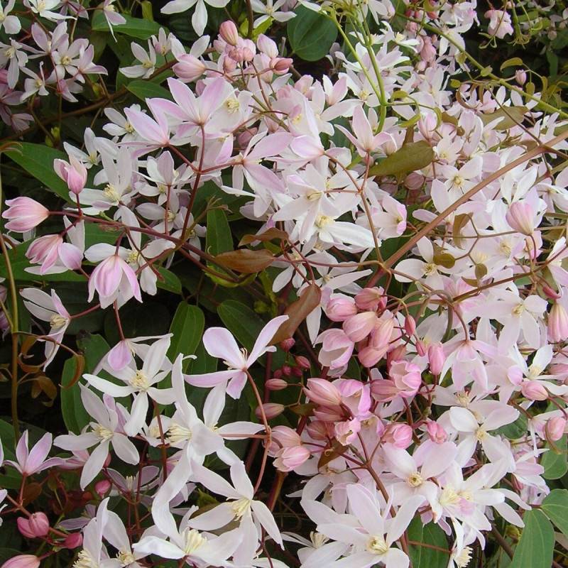 Clématite armandii Apple Blossom à fleurs Rose - feuillage Persistant - Godet - 5/20 cm- hauteur à maturité De 5,00 m à 10,00 m
