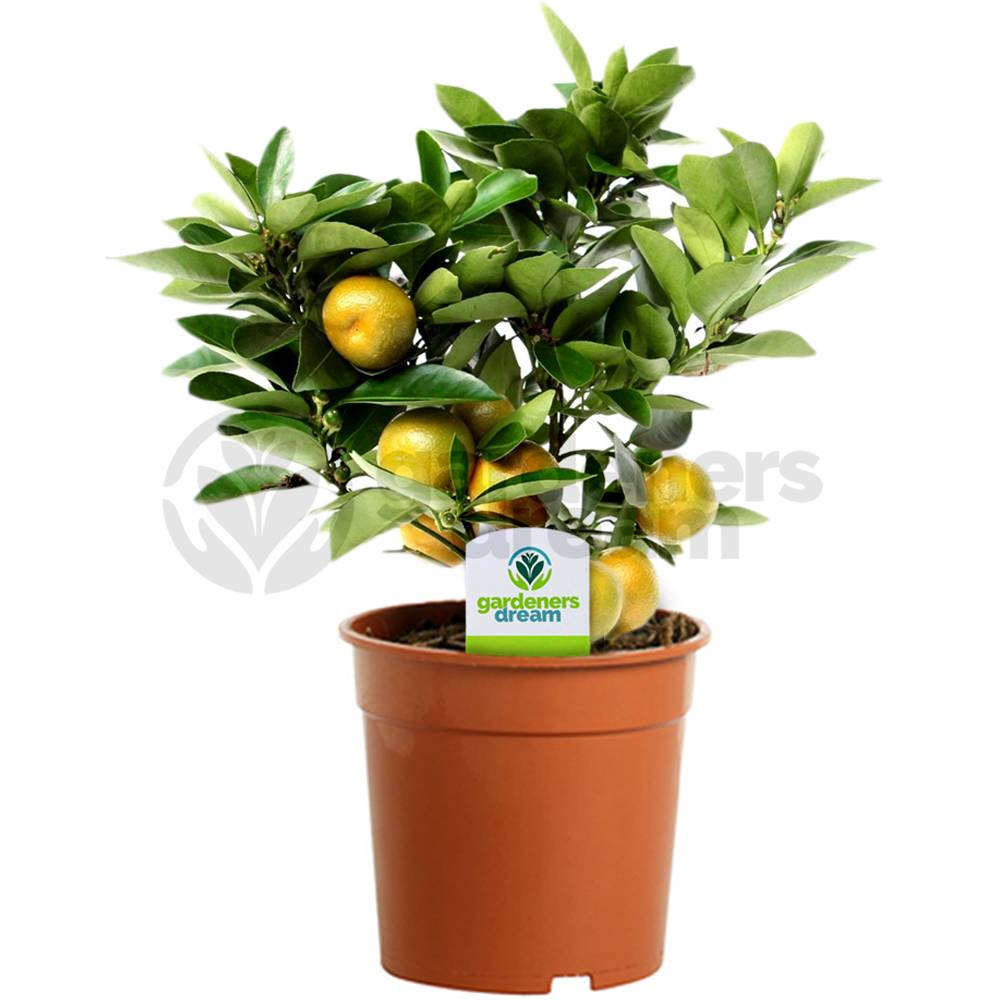 Citrus Calamondin – 1 X Oranger D'Appartement Pour La Maison Ou Le Bureau En Pot - GardenersDream