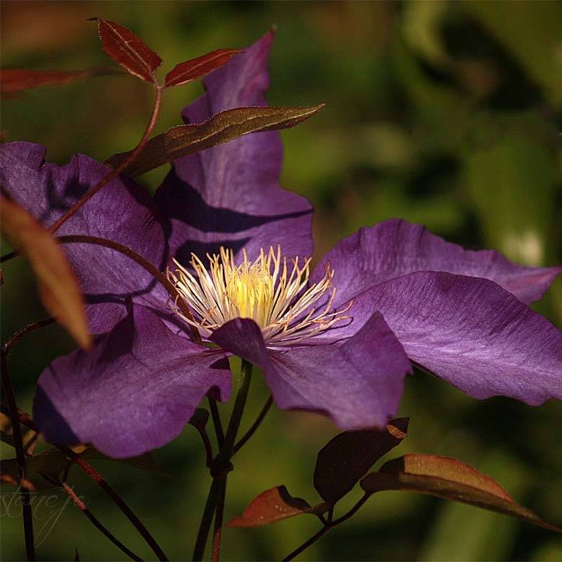 Clématite - Clematis Gipsy Queen Pot de 2L/3L