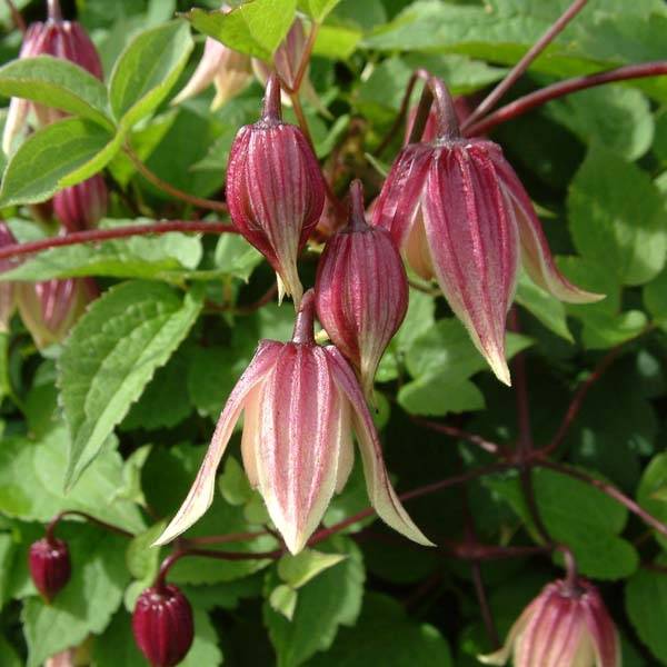 Clématite - Clematis I am Red Robin Pot de 2L/3L