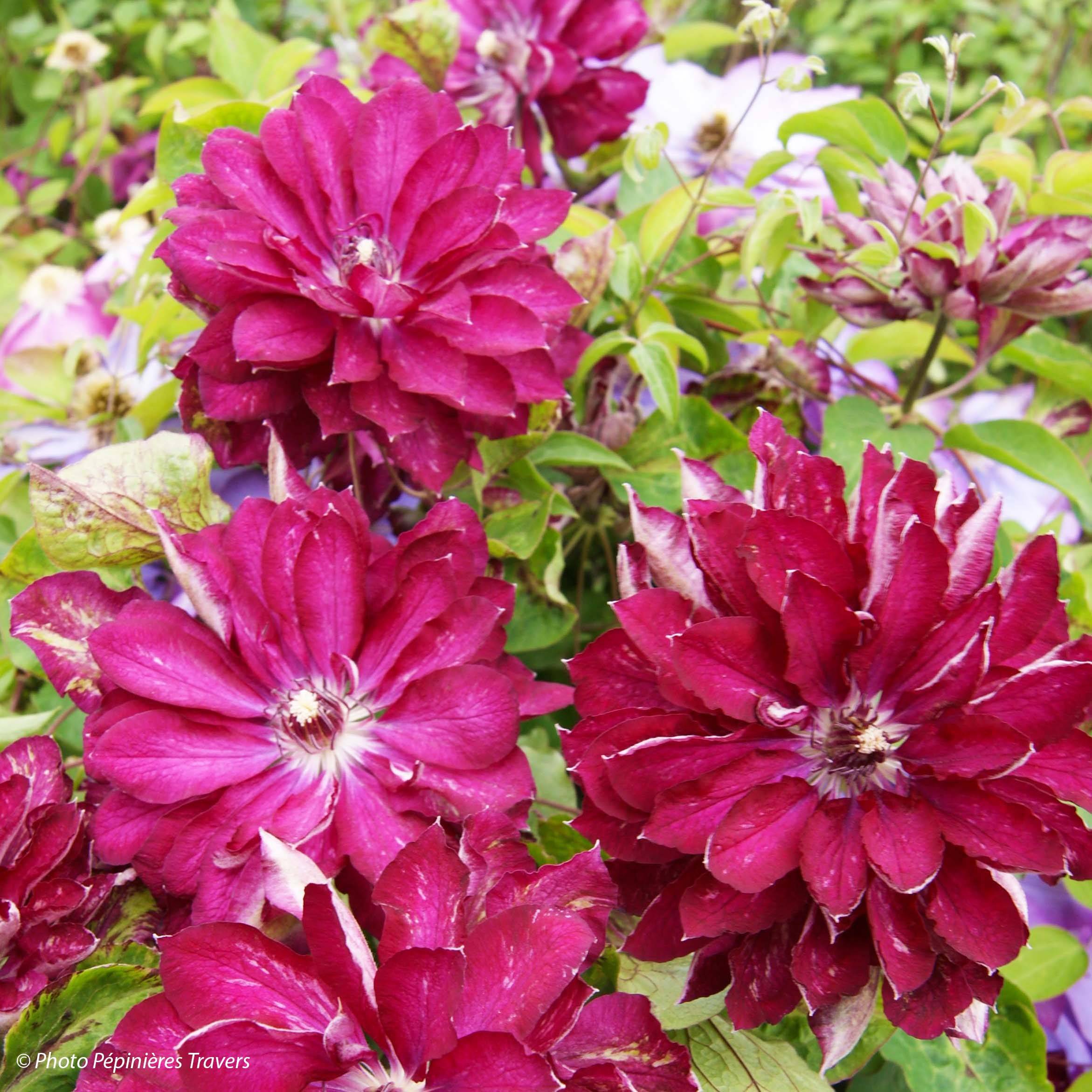 Clématite - Clematis Red Passion Pot de 2L/3L