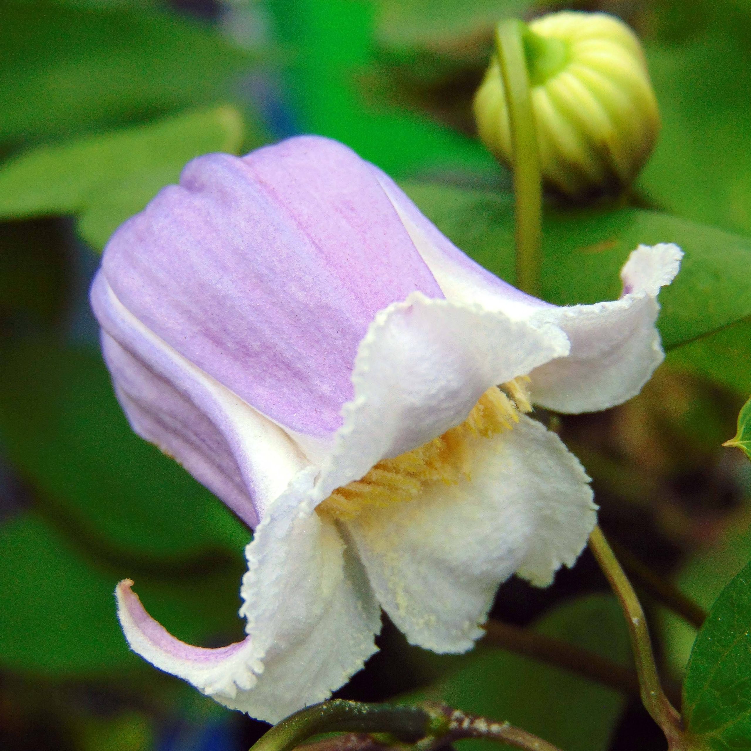 Clématite - Clematis Annabella Pot de 2L/3L