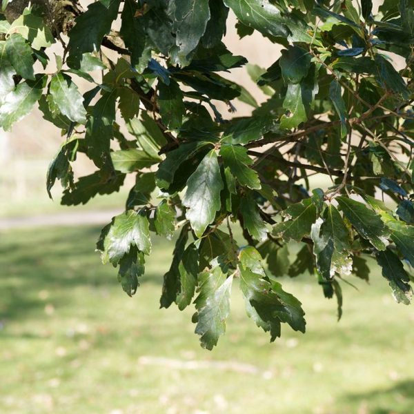 Chêne de Turner – Quercus turneri pseudoturneri Pot de 4L/5L