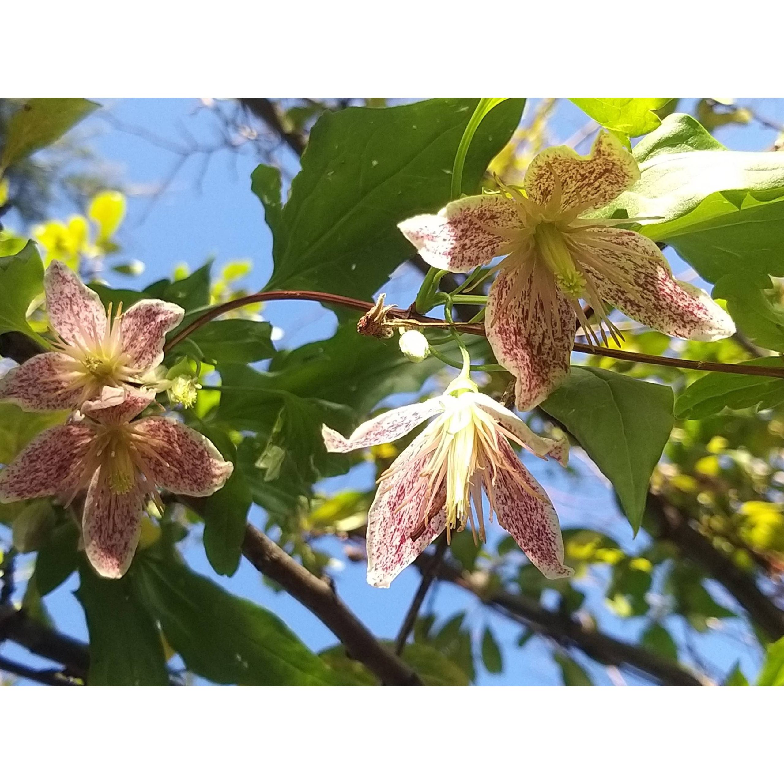 Clématite - Clematis cirrhosa Advent Bells Pot de 2L/3L