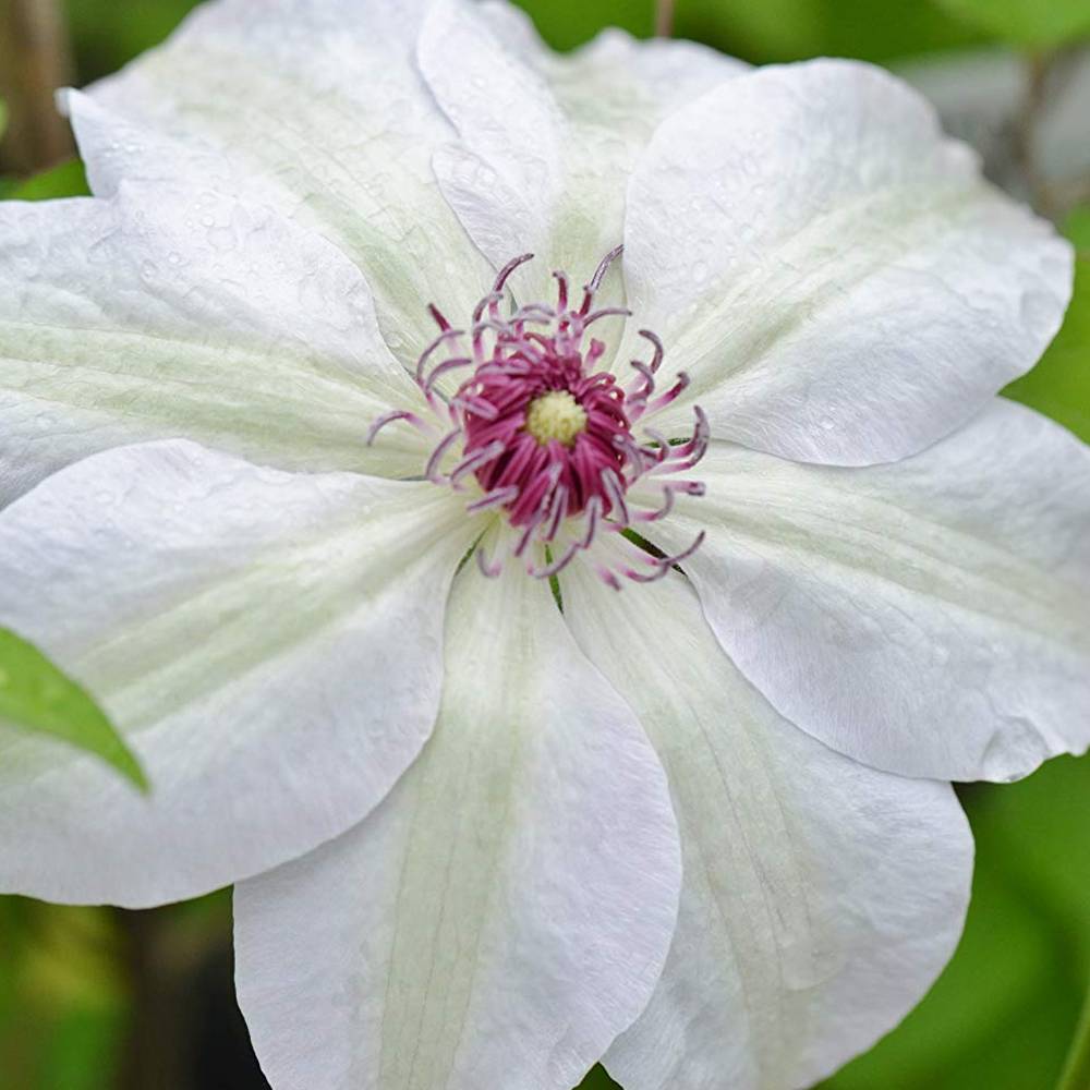 Clématite 'Mademoiselle Bateman' plante grimpante à fleurs compacte et rustique pot 9 cm - GardenersDream