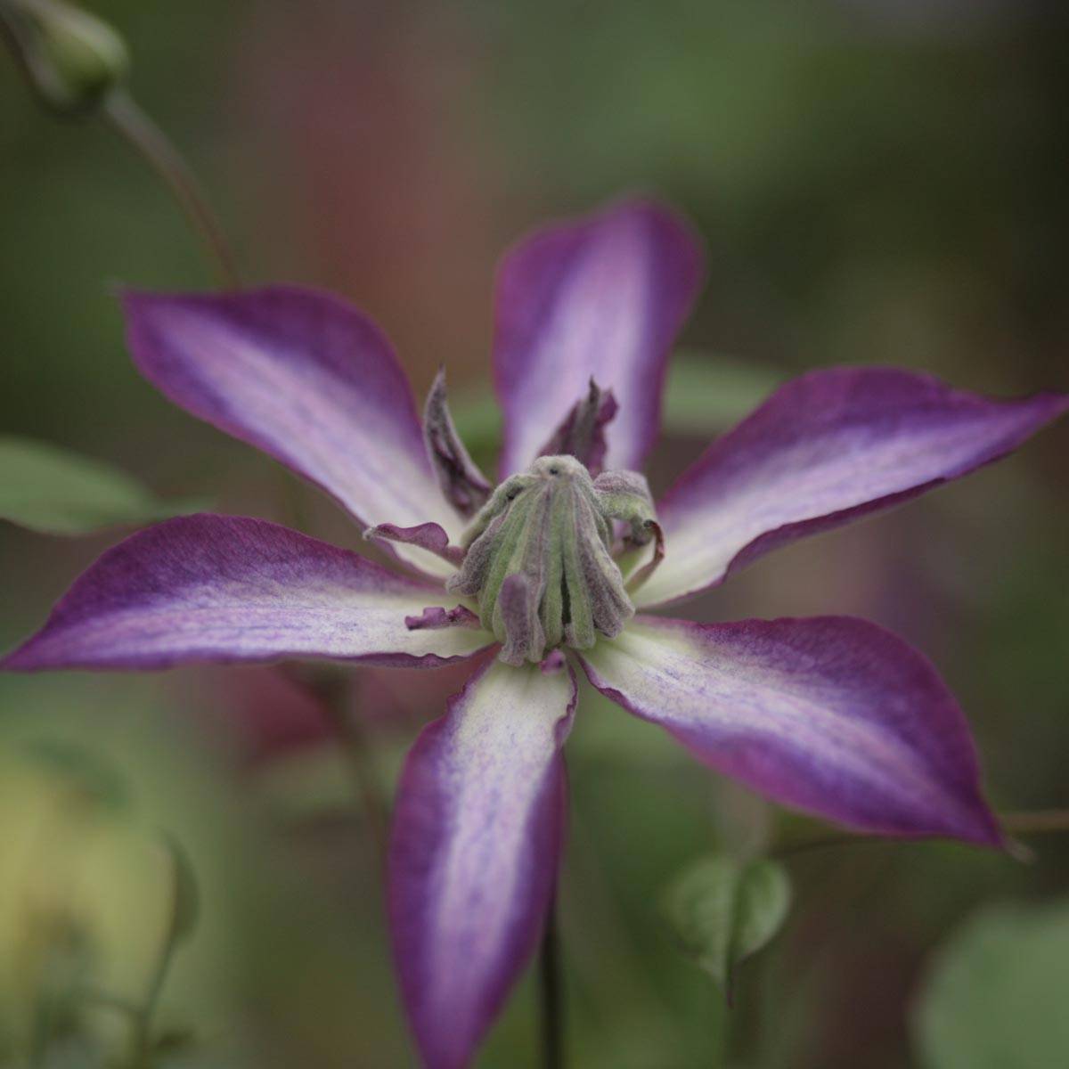 Clématite - Clematis Astra Nova Pot de 2L/3L