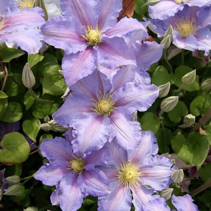Clématite - Clematis patens Spotlight Pot de 2L/3L