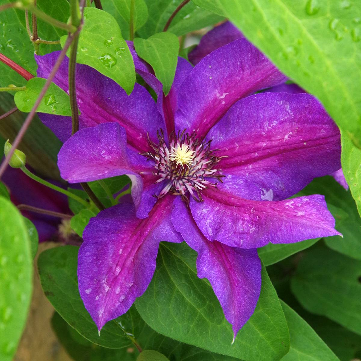 Clématite - Clematis Anna Louise Pot de 3L/4L