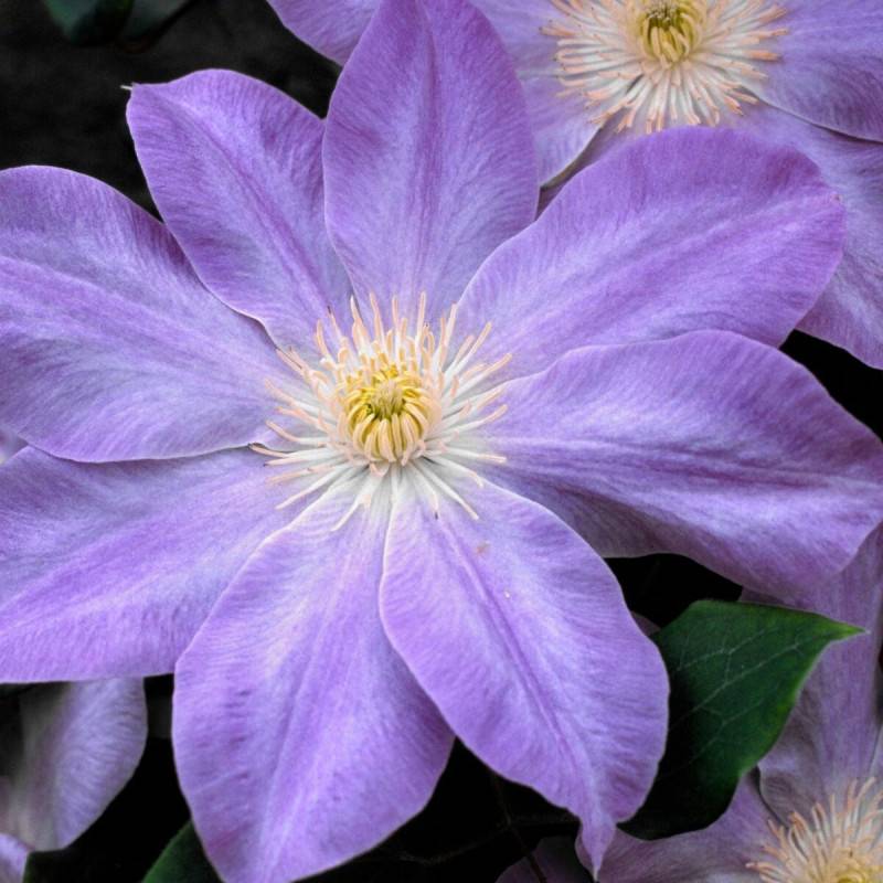 Clématite Diana's Delight™ 'Evipo026' à fleurs Bleue - feuillage Caduc - Pot de 1,5L - Tuteur bambou 30/60 cm- hauteur à maturité De 1,50 m à 2,00 m