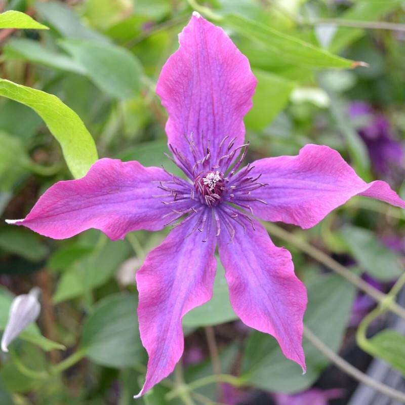 Clématite Guiding Promise™ 'Evipo053' à fleurs Violette - feuillage Caduc - Pot de 3L - Echelle bambou 60/120 cm- hauteur à maturité De 1,00 m à 1,50