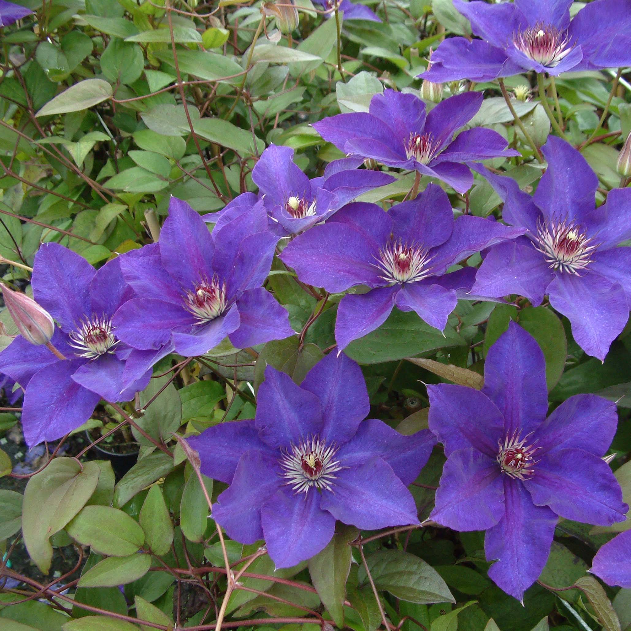 Clématite - Clematis The President Godet de 8/9 cm
