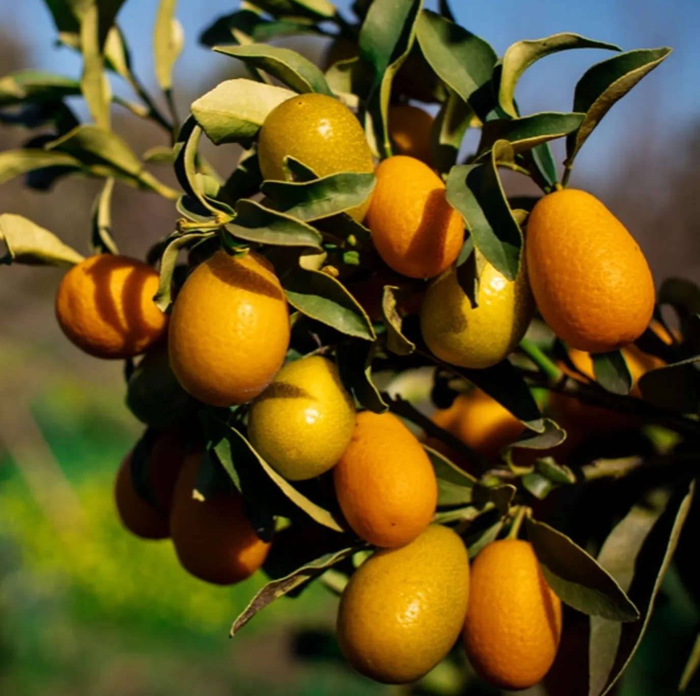 Citrus Kumquat pequeno (Fortunella margarita variété petit fruit gouteux) Pot de 9 litres -140/160 cm