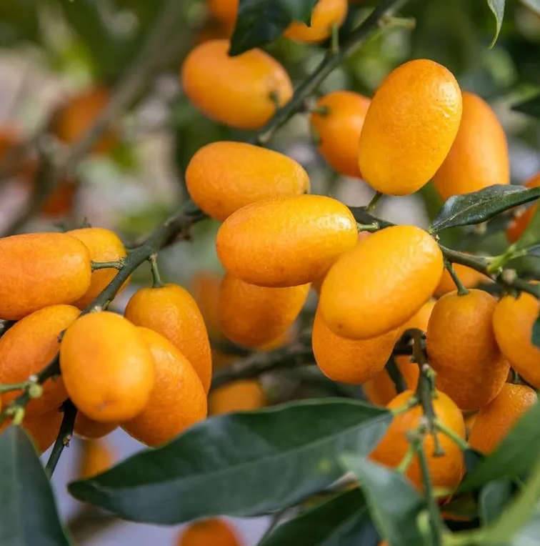 Citrus Kumquat grande (Fortunella margarita variété gros fruit gouteux) Pot de 9 litres -140/160 cm
