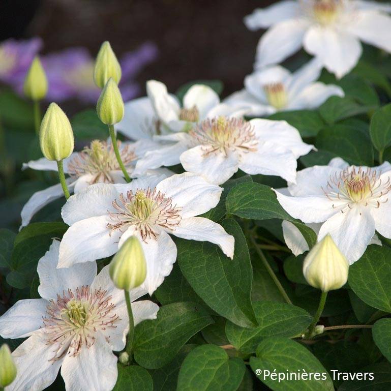Clématite - Clematis Destiny Pot de 1,5L/2L