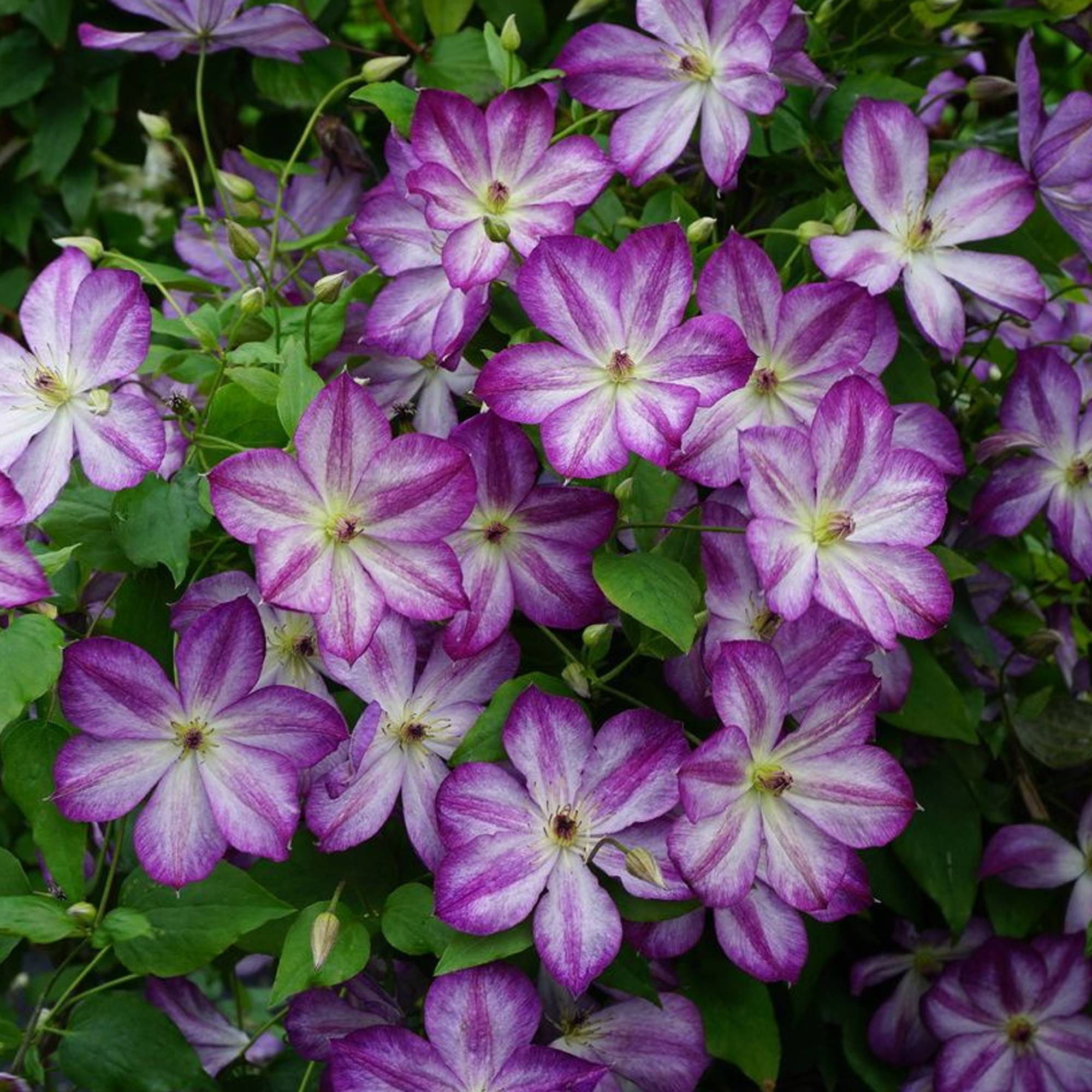 Clématite 'Pernille' plante grimpante à feuilles caduques en pot de 9 cm - GardenersDream