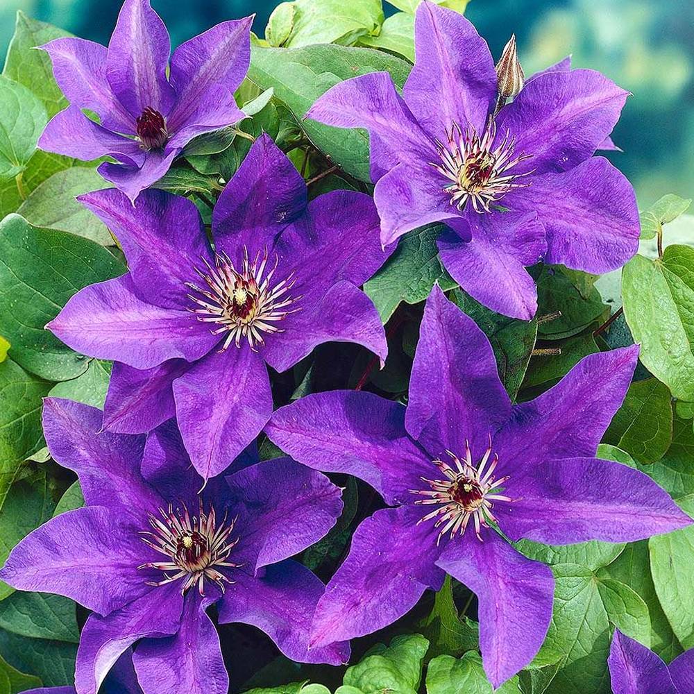 Clématite 'Le Président' plante florifère grimpante vivace pot 9 cm - GardenersDream