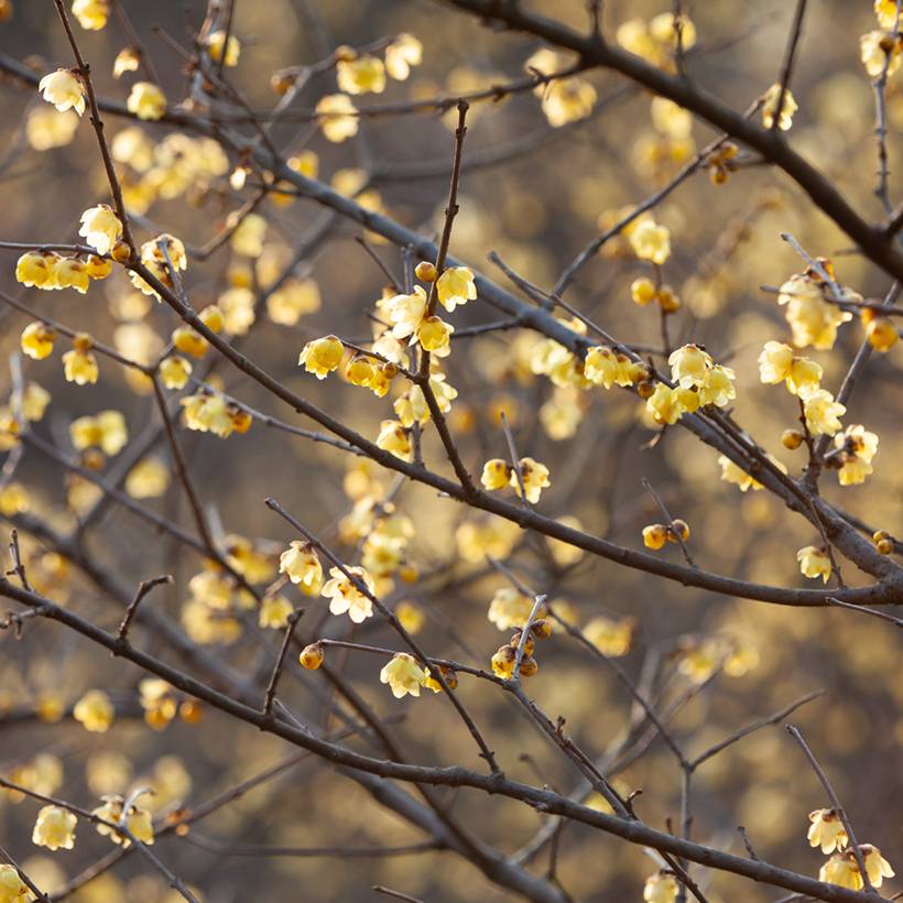 Chimonanthus praecox - Chimonanthe précoce Pot de 3L/4L