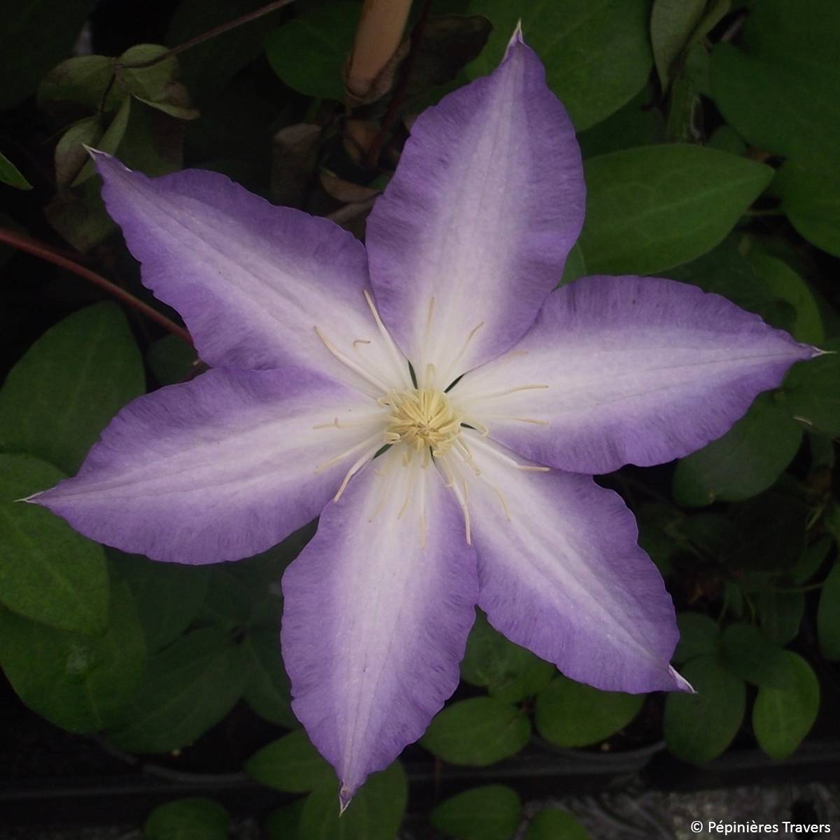 Clématite - Clematis Ice Crystal Pot de 1,5L/2L
