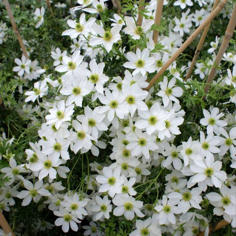 Clématite - Clematis Early Sensation Pot de 2L/3L