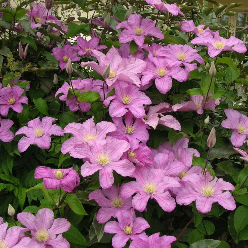 Clématite Comtesse De Bouchaud à fleurs Rose - feuillage Caduc - Pot de 3L - Echelle bambou 60/120 cm- hauteur à maturité De 3,00 m à 5,00 m