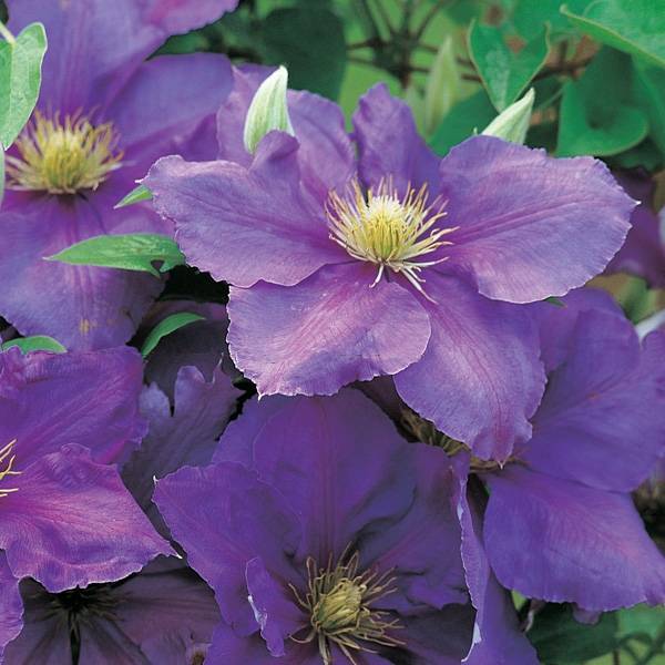 Clématite - Clematis Général Sikorski Godet de 8/9 cm