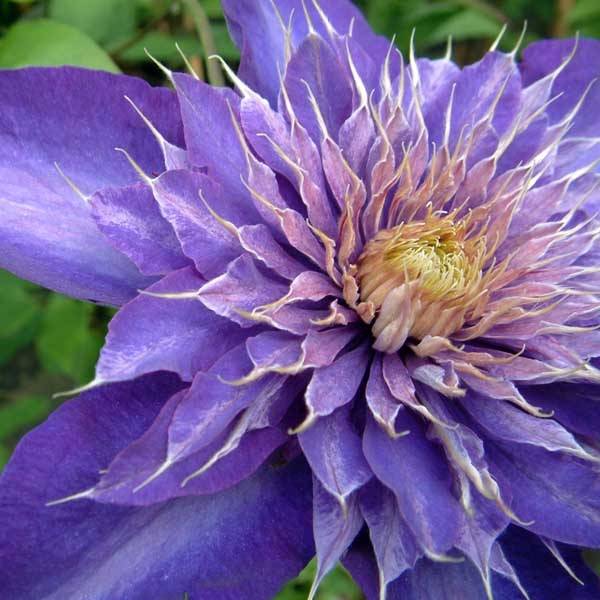 Clématite - Clematis Multi Blue Pot de 2L/3L
