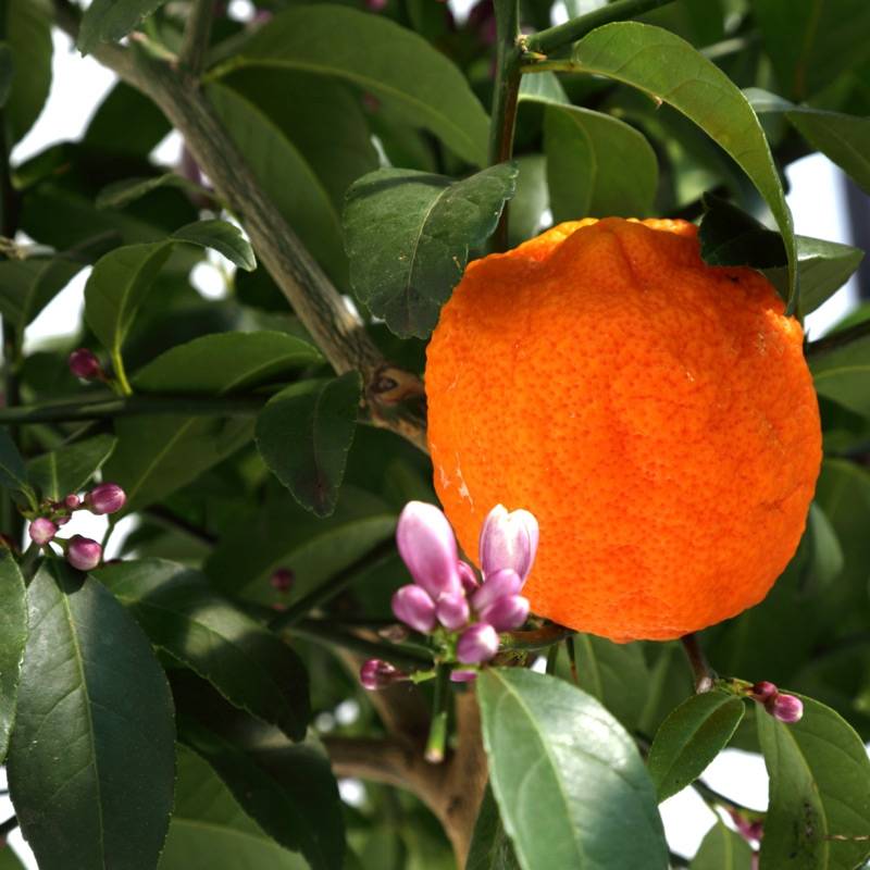 Citron vert Red Lime - Citrus aurantifolia Pot de 4L/5L, 1/4 de tige