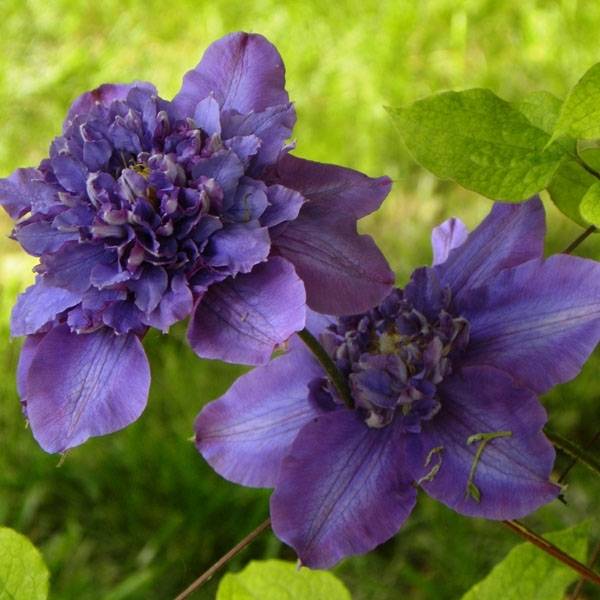 Clématite - Clematis Vyvyan Pennell Godet de 8/9 cm